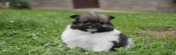 Pomeranian dogs for sale: Juno - Ad 4