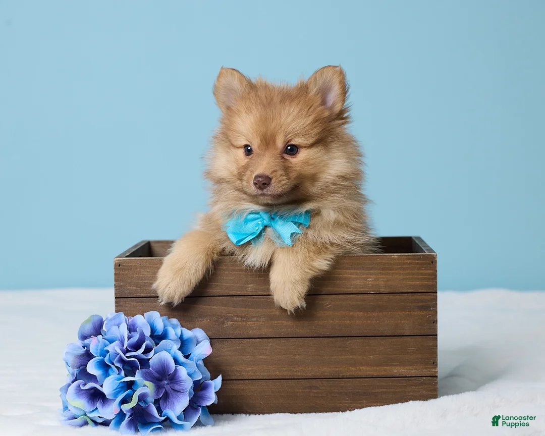 Pomeranian dogs for sale: Timmy - Ad 1