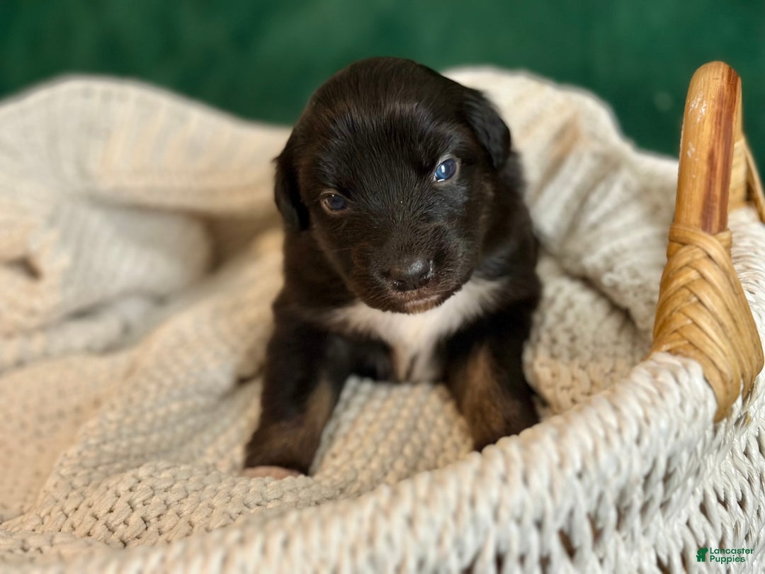 Australian Shepherd dogs for sale: Black Tri Female (Violet) - Ad 8