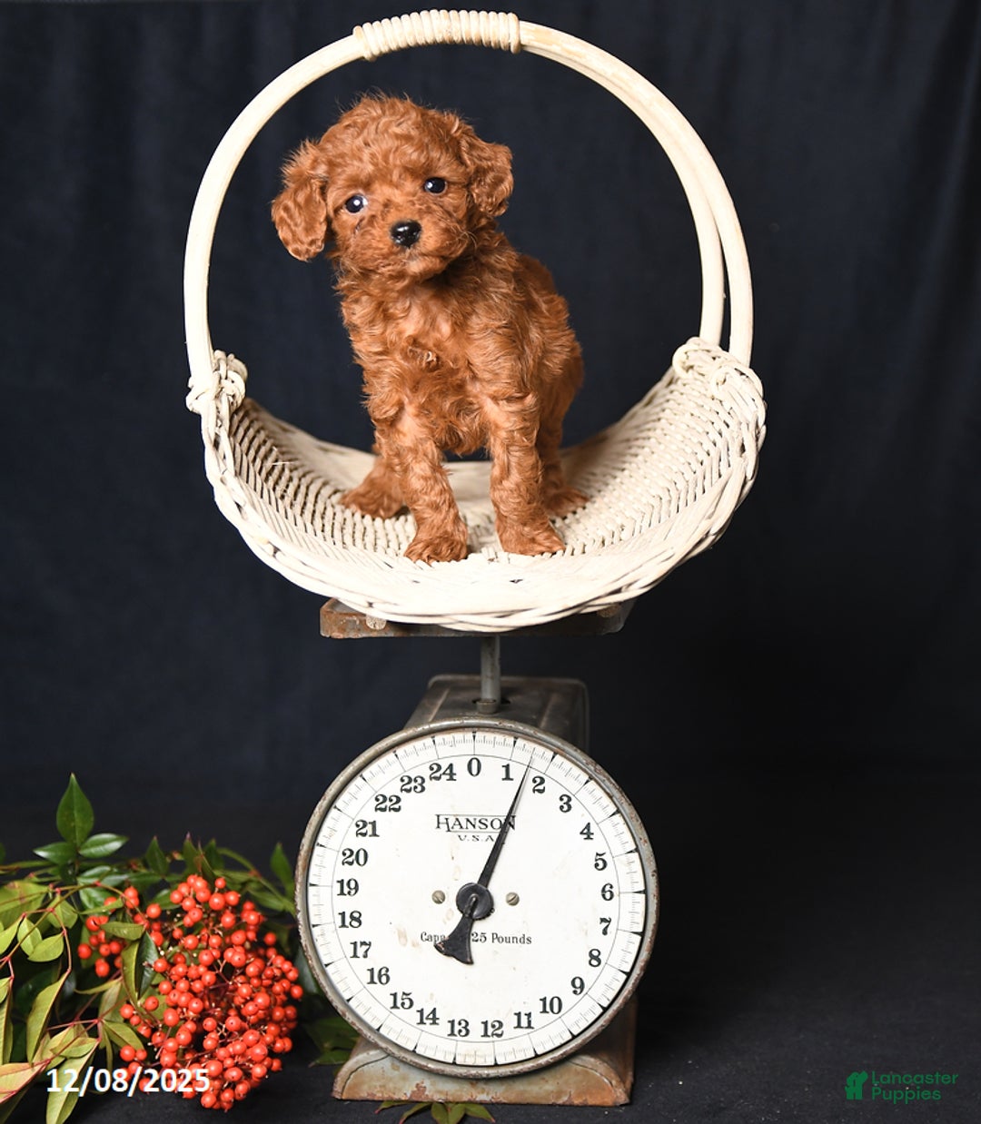 Toy Poodle dogs for sale: Tiny Espresso - Ad 4