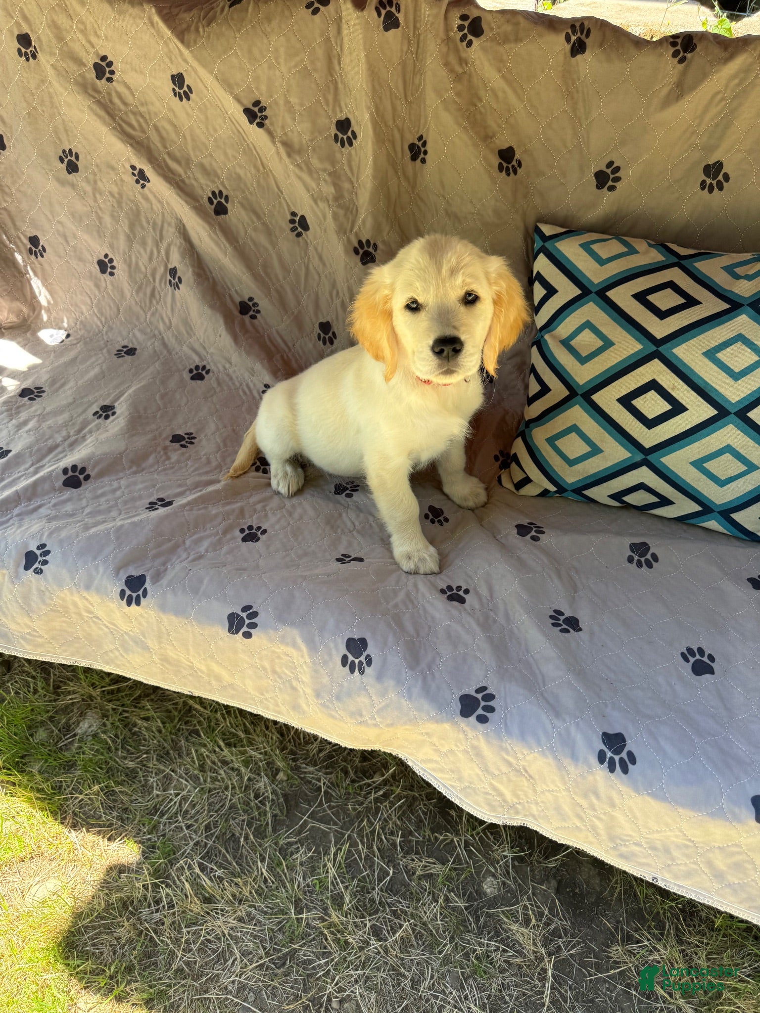 Golden Retriever dogs Golden Retriever 6 - Ad 1