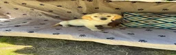 Golden Retriever dogs for sale: Golden Retriever 6 - Ad 1