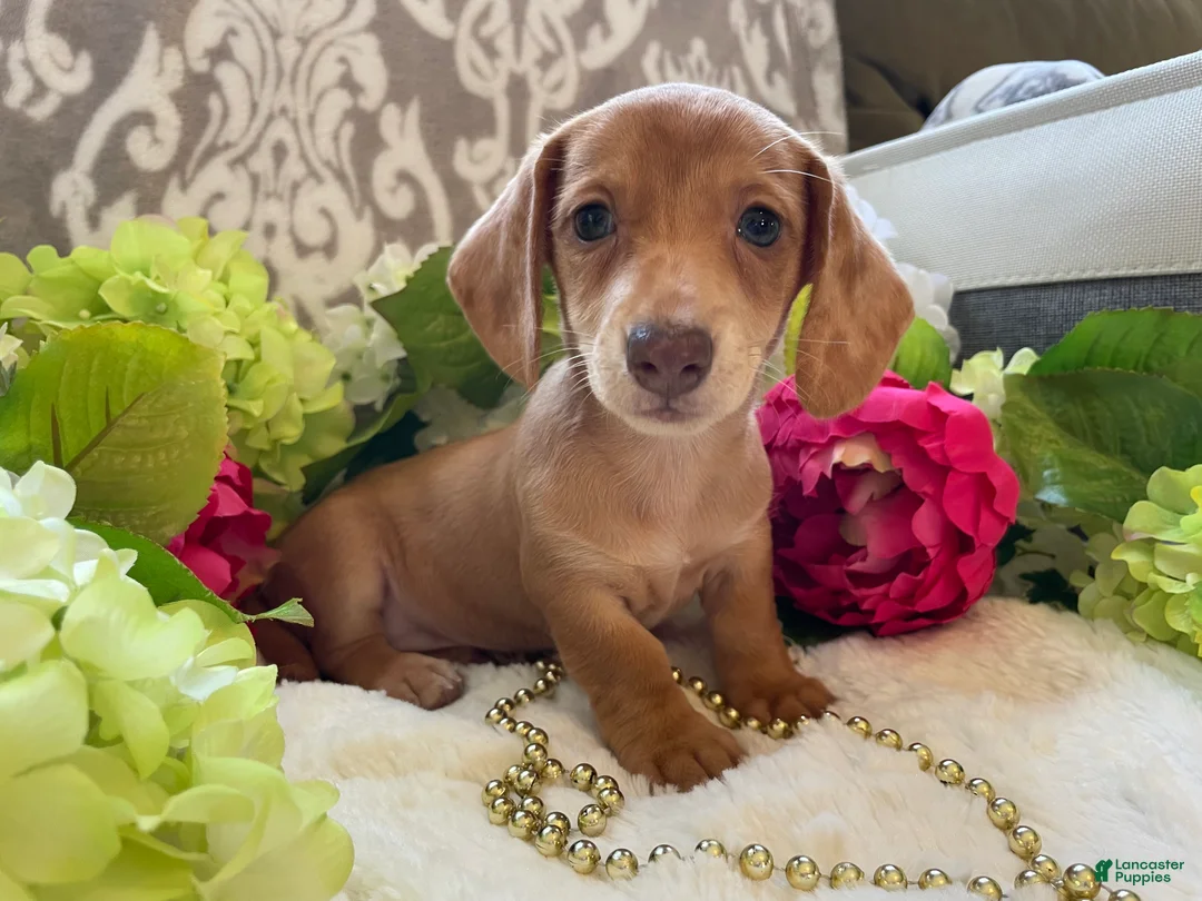 Miniature Dachshund dogs for sale: Daffodil  - Ad 1