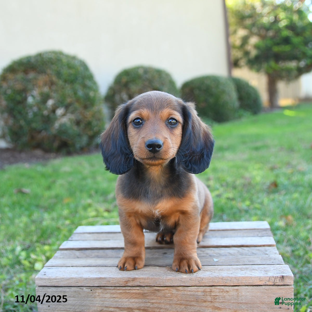 Dachshund Puppies for sale in Syracuse, New York Lancaster Puppies