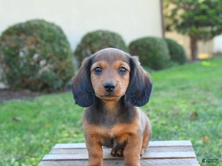 Dachshund dogs - Ad 14