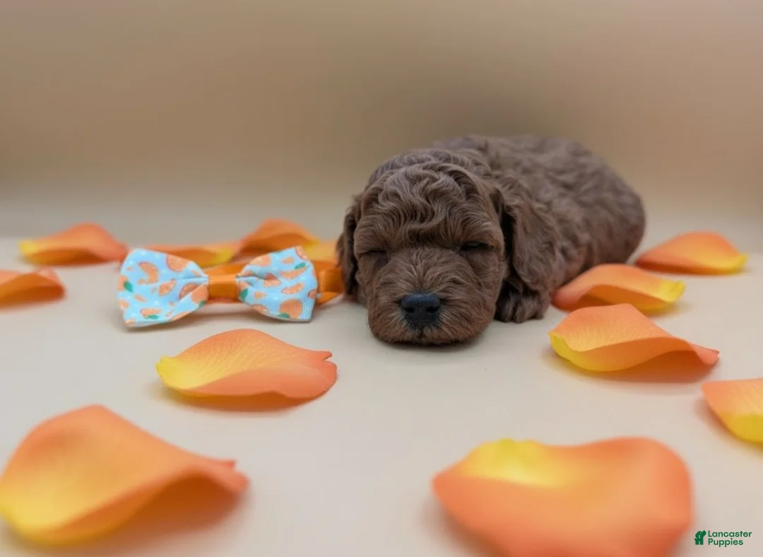 Toy Poodle dogs for sale: Maple 🍁 - Ad 11