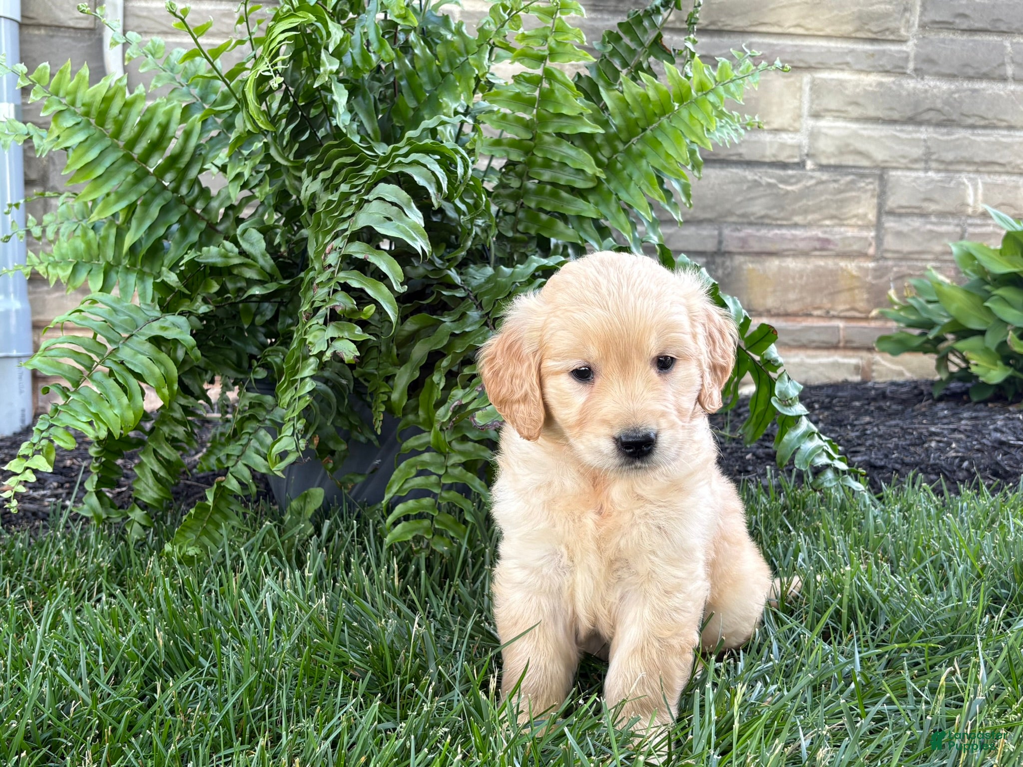 Golden Retriever dogs Max - Ad 1