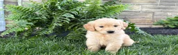 Golden Retriever dogs for sale: Max - Ad 1