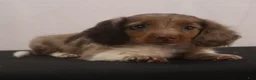 Dachshund dogs for sale: willie Jr  - Ad 3