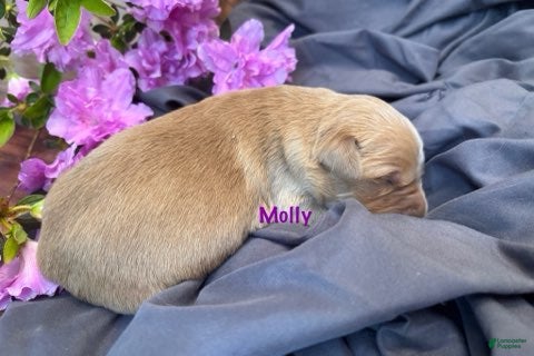 Golden Retriever dogs Molly - Ad 2