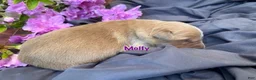 Golden Retriever dogs for sale: Molly - Ad 2