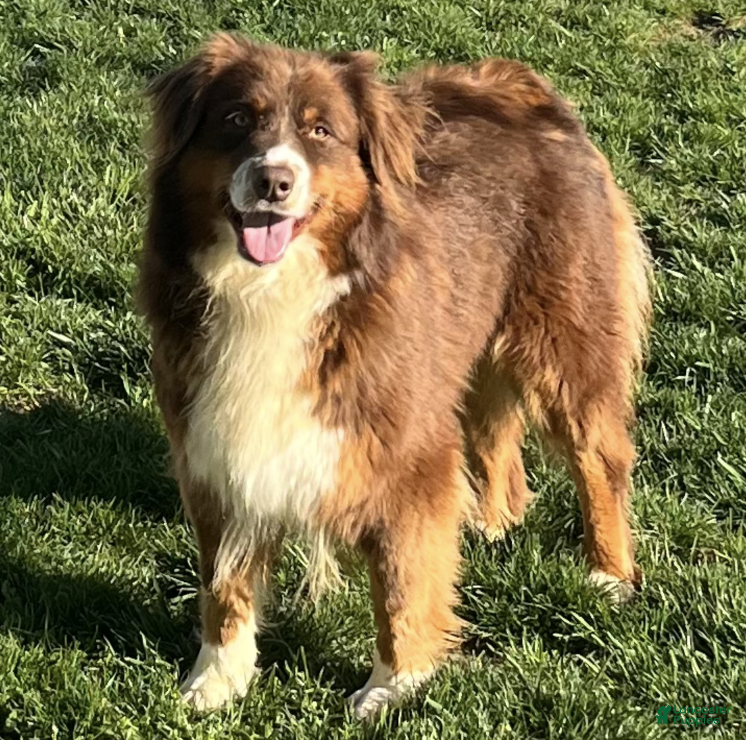 Mixed Breed dogs for sale:  chase - Ad 8