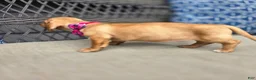 Miniature Dachshund dogs for sale: Yellow Girl - Ad 6