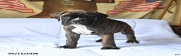 Boxer dogs for sale: Bandit - Ad 2