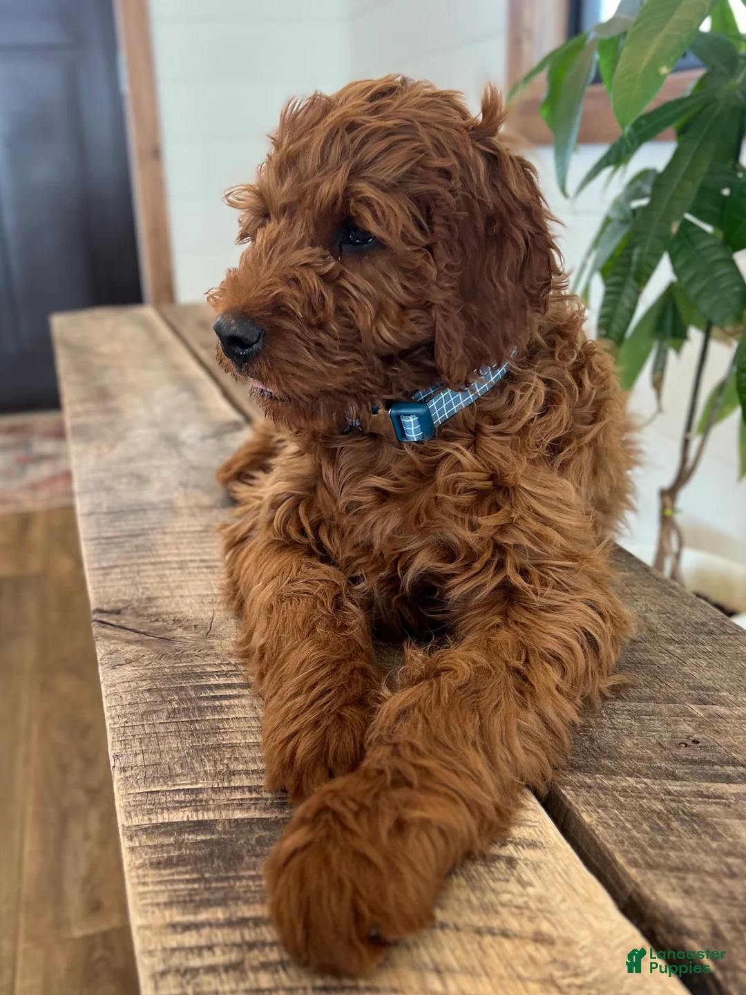 Irish Doodle dogs for sale: Copper - Ad 1