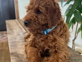 Irish Doodle dogs Copper - Ad 25