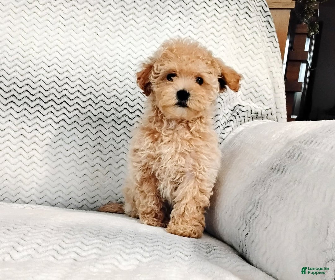 Maltipoo dogs for sale: Anita - Ad 7