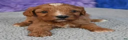 Cavapoo dogs for sale: Cavapoo 1 - Ad 5