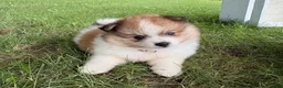 Pomeranian dogs for sale: Jasper - Ad 4