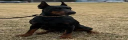 Doberman Pinscher dogs for sale: Doberman Pinscher 1 - Ad 4