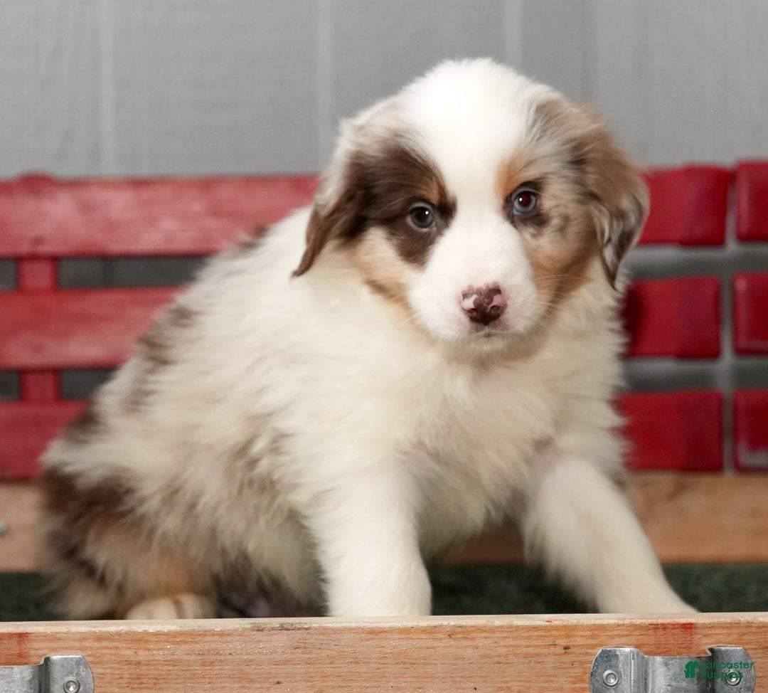 Miniature Australian Shepherd dogs for sale: Dexter - Ad 8