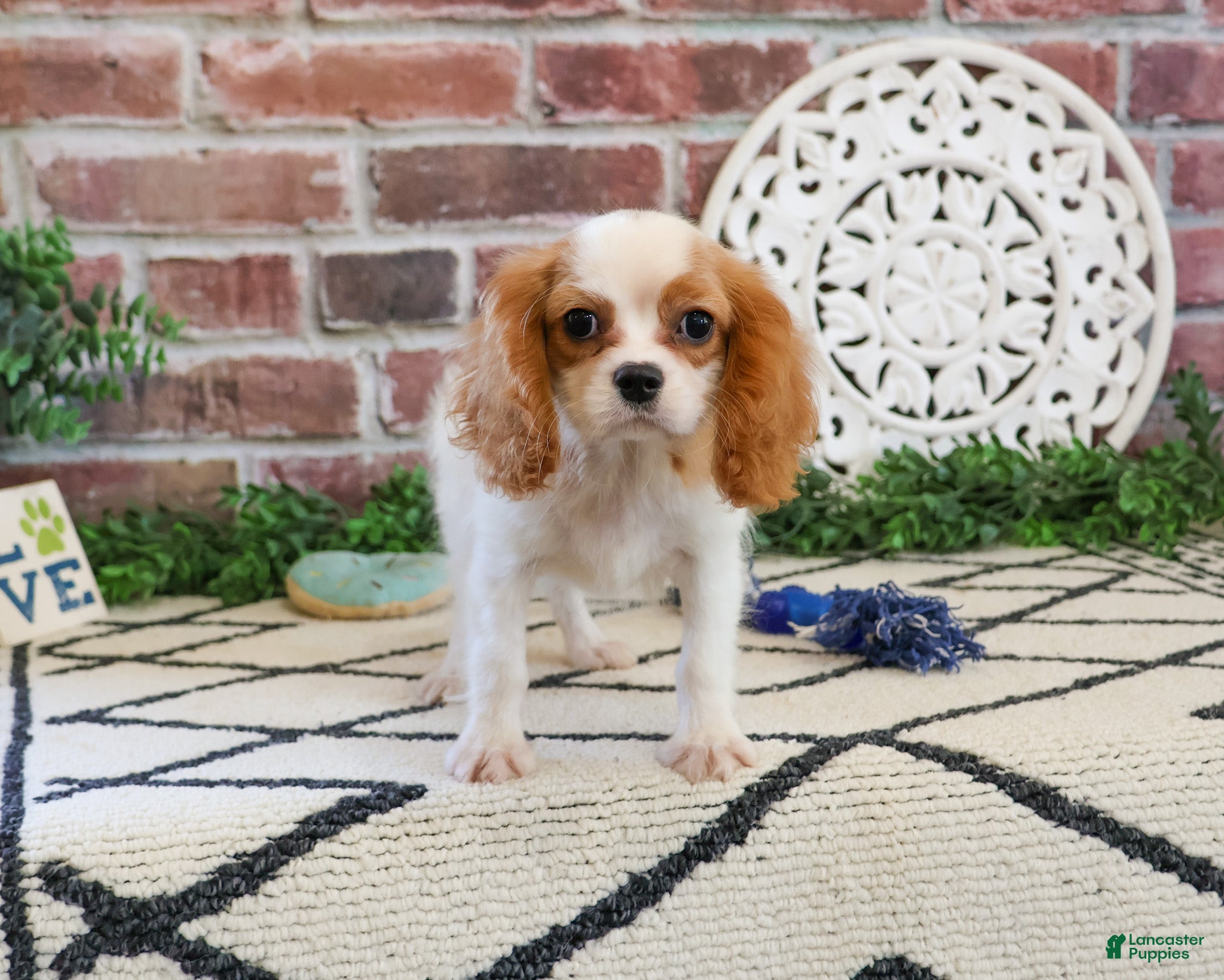 Cavalier King Charles Spaniel dogs Khalil  - Ad 19