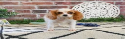 Cavalier King Charles Spaniel dogs for sale: Khalil  - Ad 1