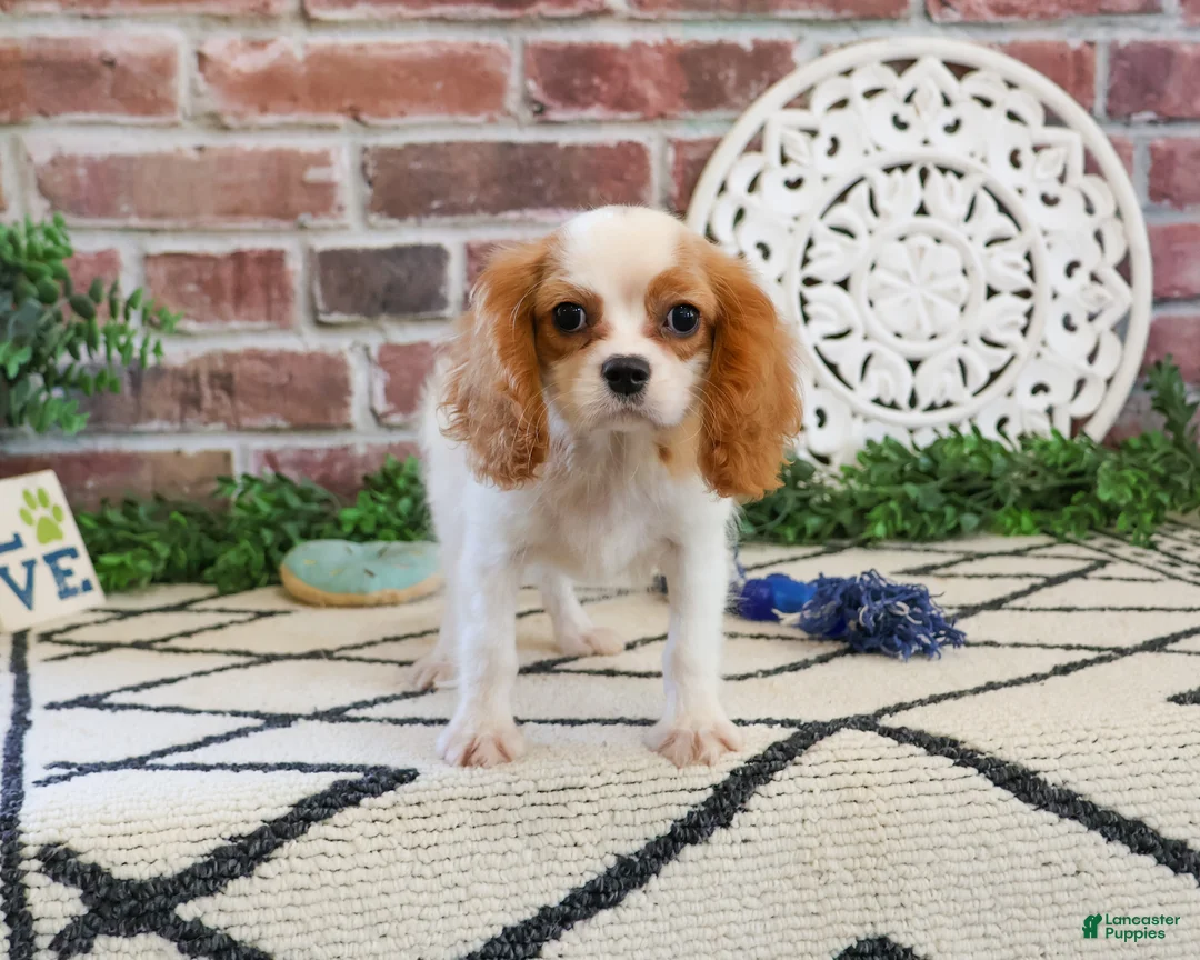 Cavalier King Charles Spaniel dogs for sale: Khalil  - Ad 1