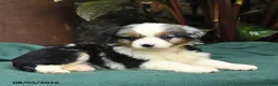 Miniature Australian Shepherd dogs for sale: Skye - Ad 5