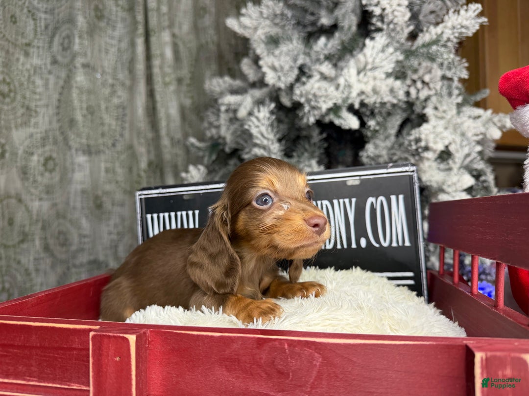 Miniature Dachshund dogs for sale: Ready Christmas eve - Ad 5