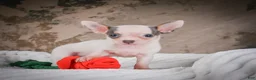 Chihuahua dogs for sale: Lane - Ad 4