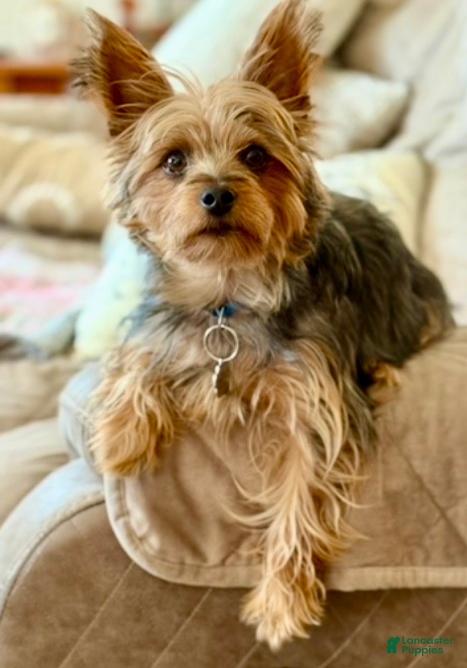 Yorkshire Terrier dogs for sale: Yorkshire Terrier Puppy 1 - Ad 4