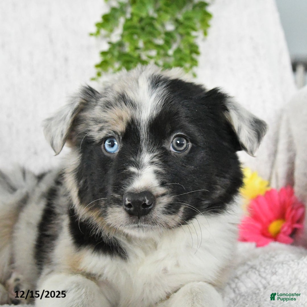 Border Collie dogs for sale: Lilac - Ad 3