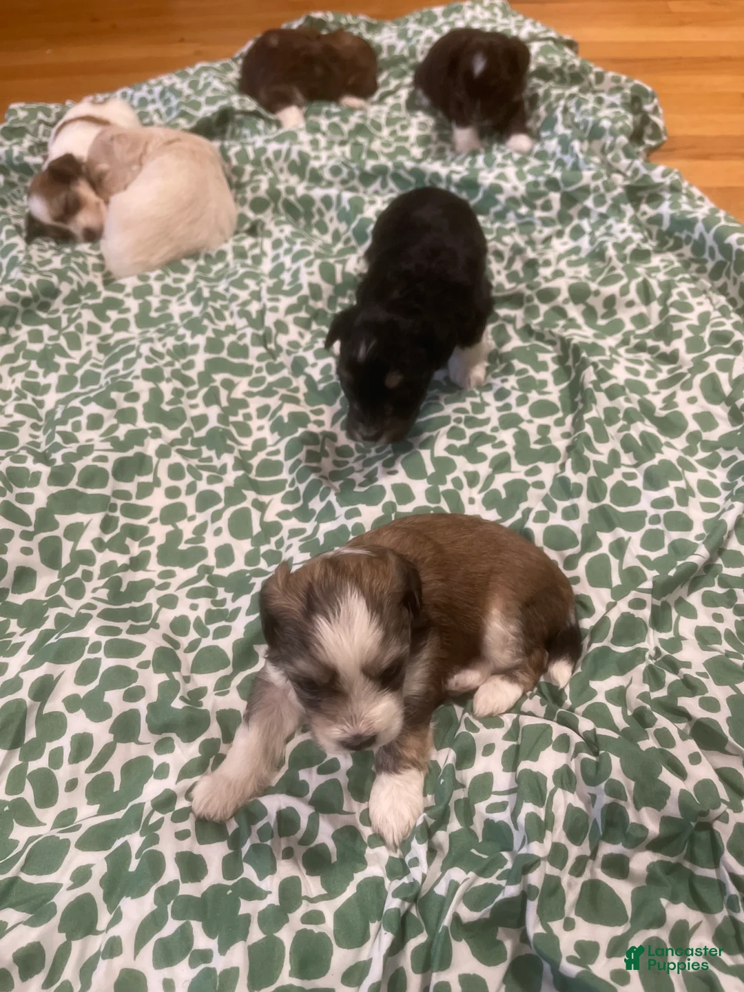 Shih Tzu dogs for sale: Shih Tzu Puppy 6 - Ad 1