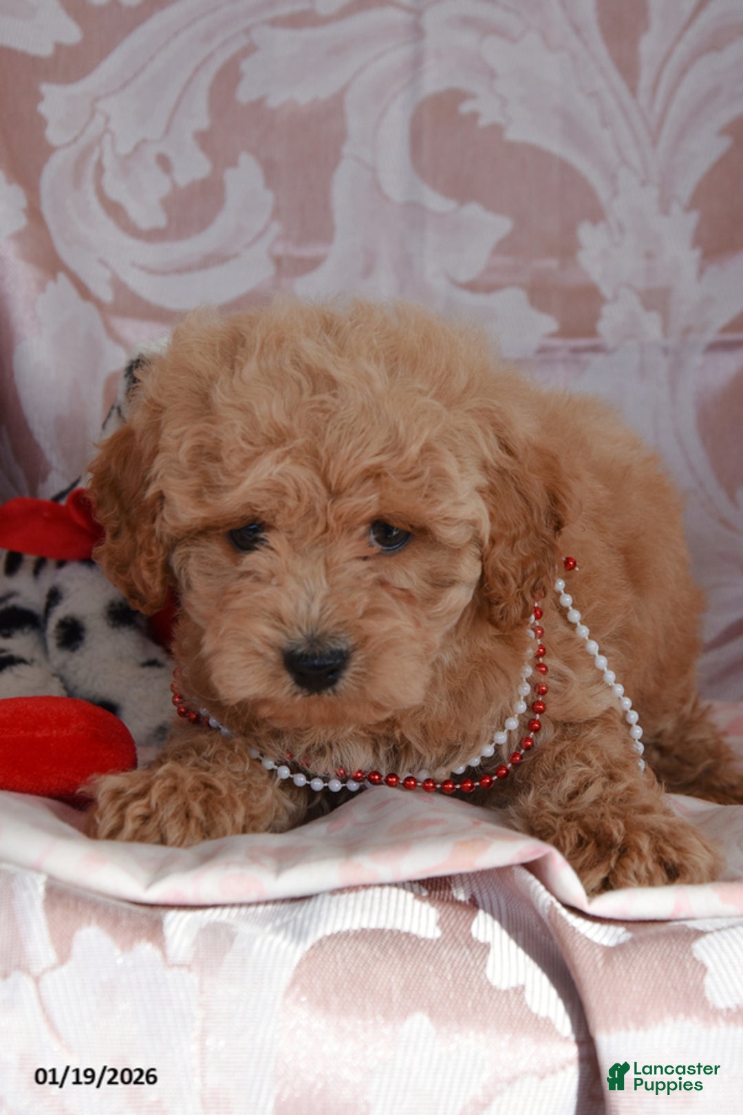 Cockapoo dogs for sale: Matthew - Ad 2