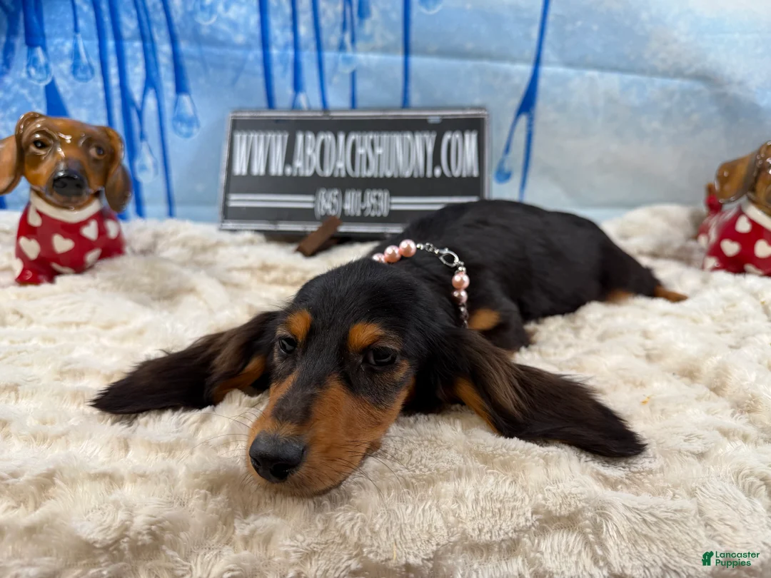 Dachshund dogs for sale: Import - Ad 2