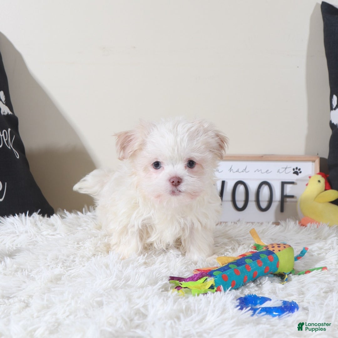 Havanese dogs for sale: Havanese Puppy Bingo - Ad 1