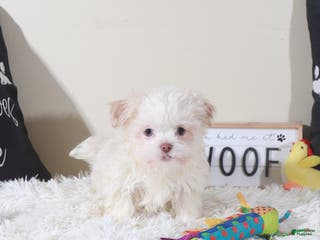 Havanese dogs Havanese Puppy Bingo - Ad 5