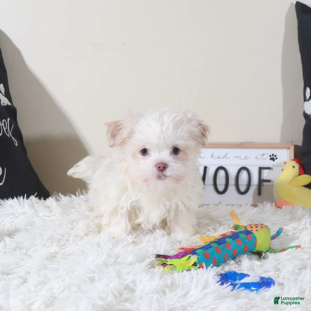 Havanese dogs for sale: Havanese Puppy Bingo - Ad 1