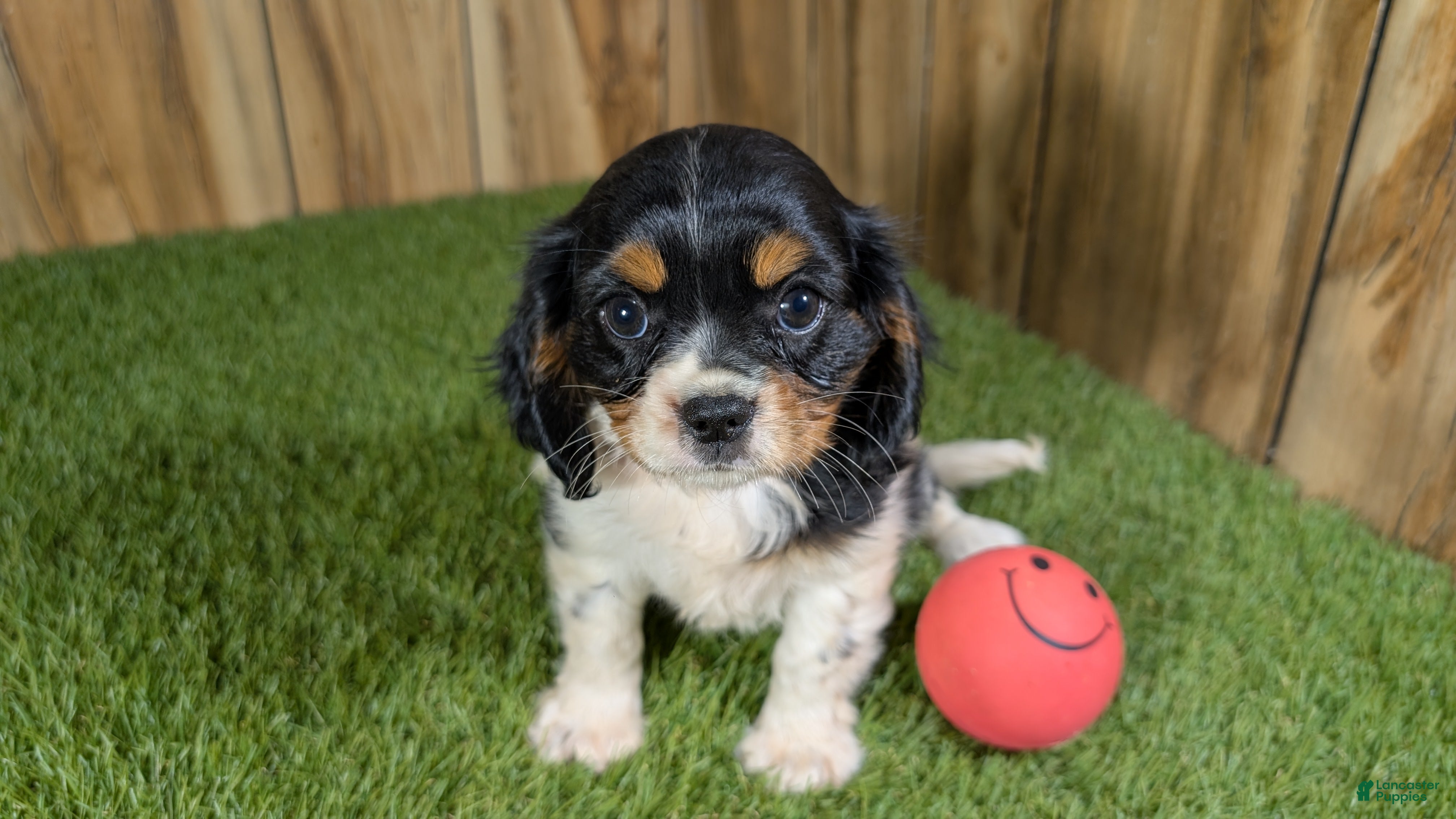 Cavalier King Charles Spaniel dogs Bessie Girl 1 - Ad 1