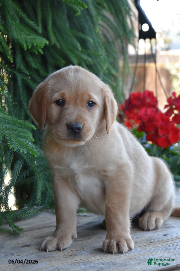 Goldador dogs for sale: Dory - Ad 1