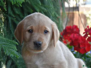 Goldador dogs for sale: Dory - Ad 4