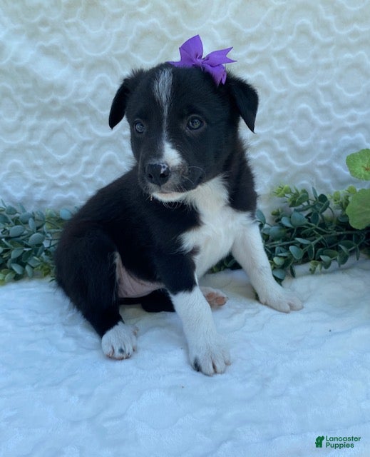 Border Collie dogs Polly - Ad 1