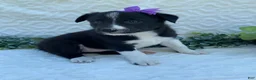 Border Collie dogs for sale: Polly - Ad 1