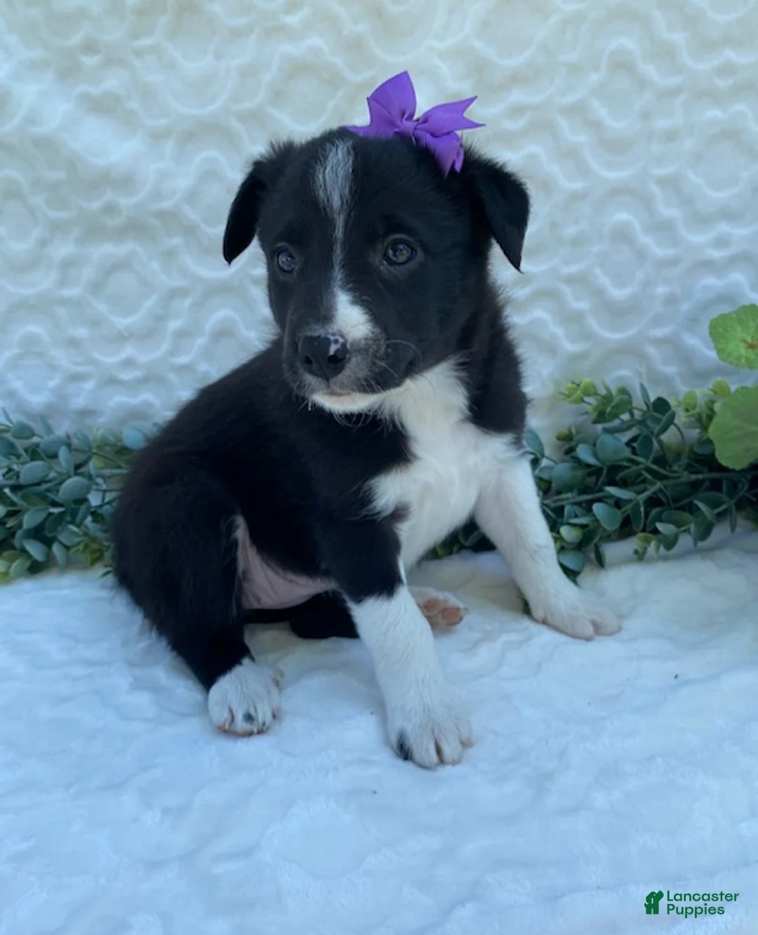 Border Collie dogs for sale: Polly - Ad 1