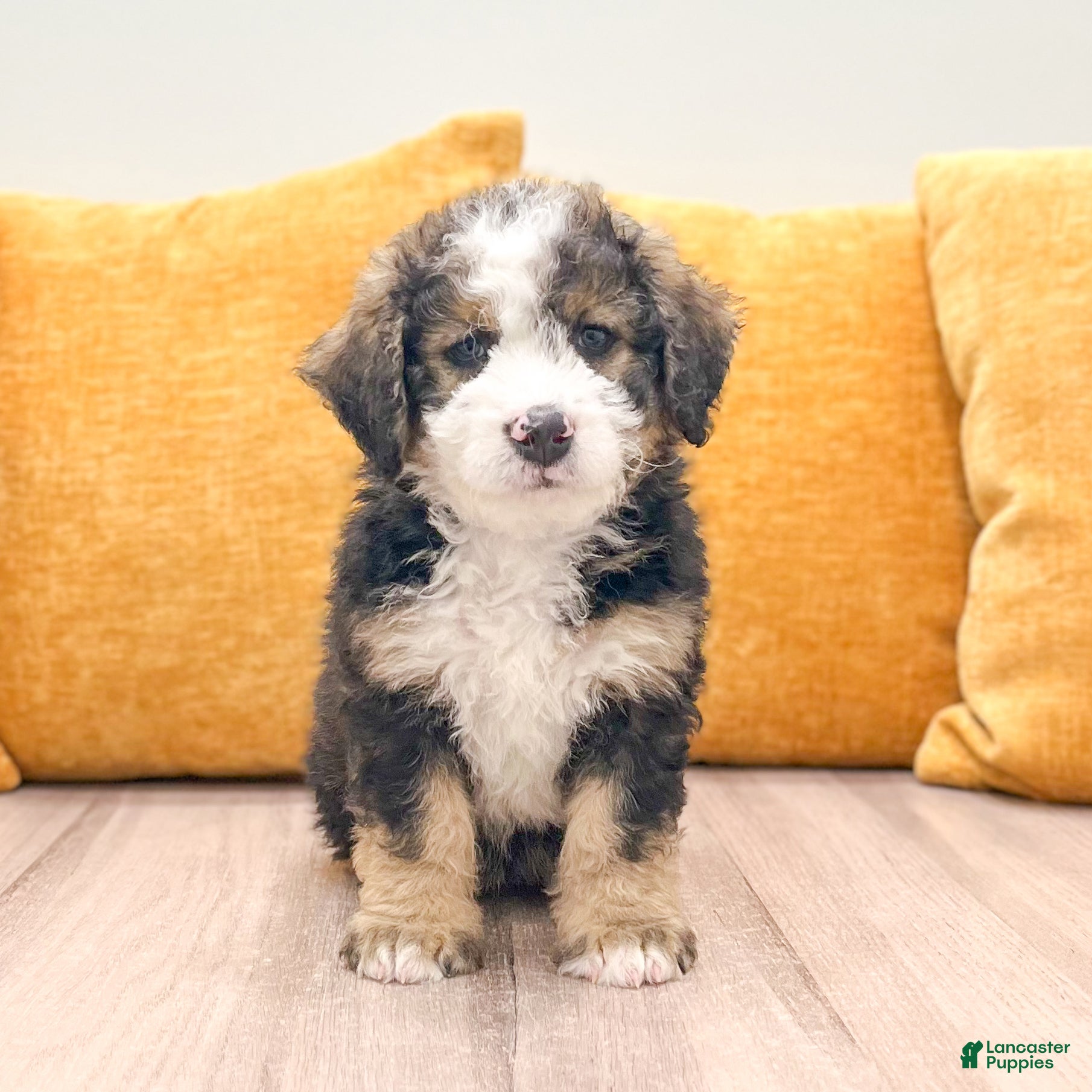 Mini Bernedoodle dogs Paris - Ad 2
