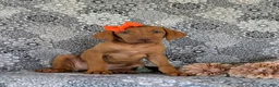 Vizsla dogs for sale: Alona - Ad 3