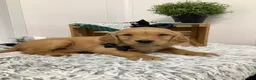 Golden Retriever dogs for sale: Golden Retriever Myles - Ad 4