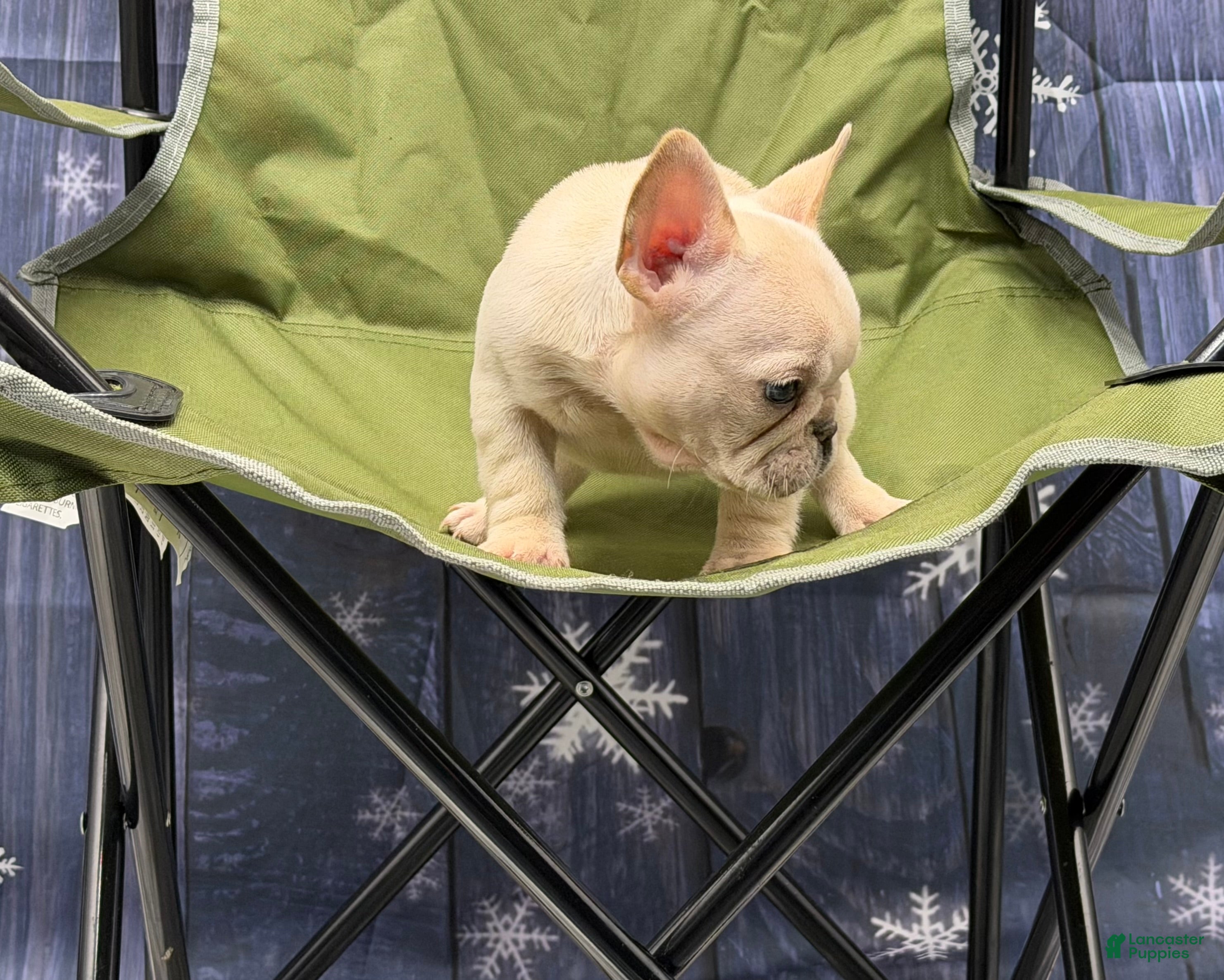 French Bulldog dogs Tiff - Ad 29