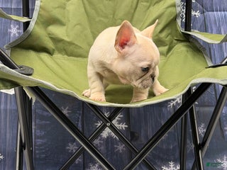 French Bulldog dogs Tiff - Ad 29